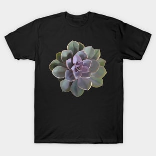 Echeveria // Perle Von Nurnberg V1 T-Shirt